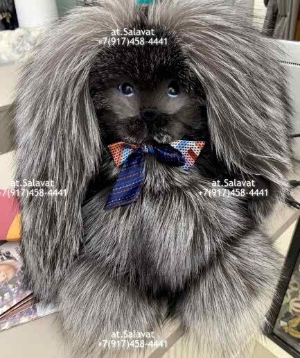 Заяц коллекционный Заяц коллекционный